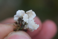 Entoloma byssisedum