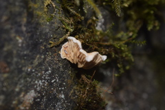 Entoloma byssisedum