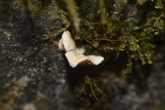 Entoloma byssisedum