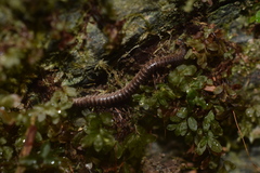 Litiulus alaskanus