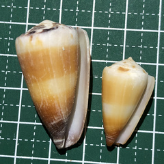 Conus planorbis