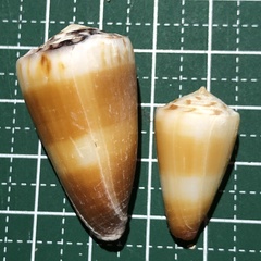 Conus planorbis
