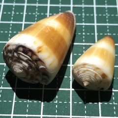 Conus planorbis