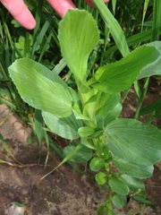 Ononis alopecuroides