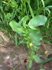 Ononis alopecuroides