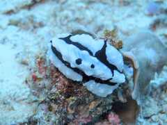 Phyllidiopsis shireenae
