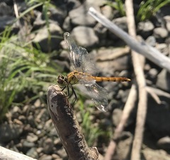 Sympetrum cordulegaster