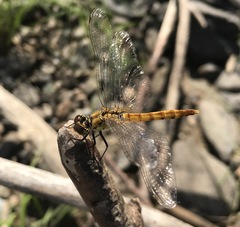 Sympetrum cordulegaster