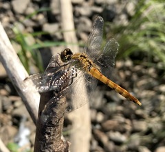 Sympetrum cordulegaster