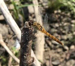 Sympetrum cordulegaster