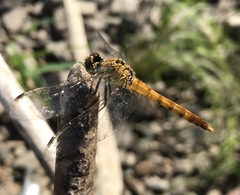 Sympetrum cordulegaster