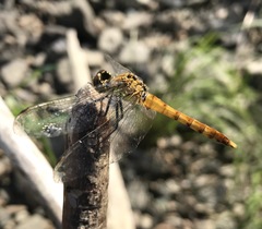 Sympetrum cordulegaster