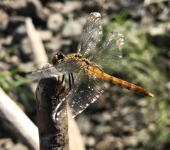 Sympetrum cordulegaster