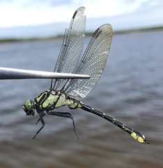 Shaogomphus schmidti