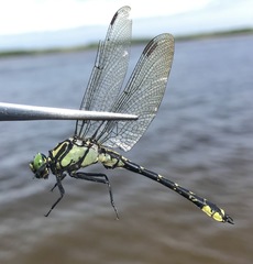 Shaogomphus schmidti