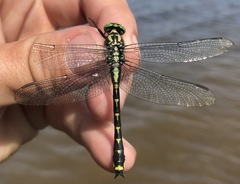 Shaogomphus schmidti