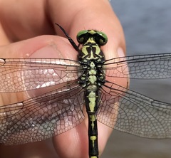 Shaogomphus schmidti