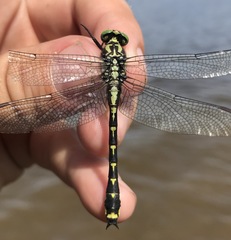 Shaogomphus schmidti