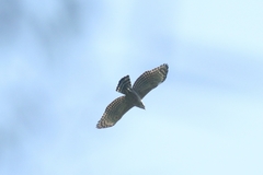 Nisaetus nipalensis