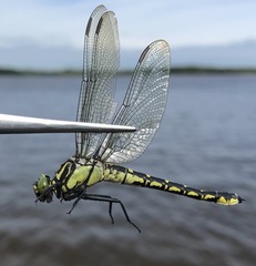 Shaogomphus schmidti