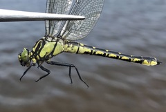 Shaogomphus schmidti