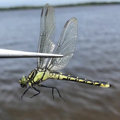 Shaogomphus schmidti