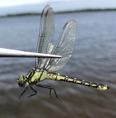 Shaogomphus schmidti