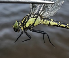 Shaogomphus schmidti