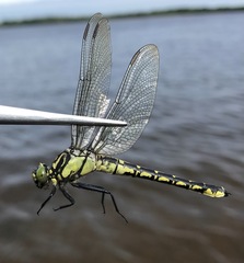 Shaogomphus schmidti