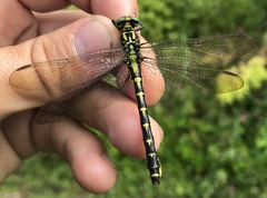 Shaogomphus schmidti