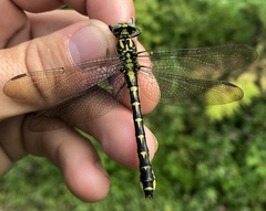 Shaogomphus schmidti