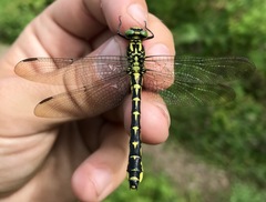 Shaogomphus schmidti