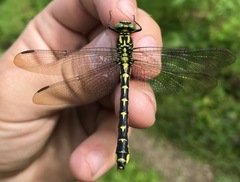 Shaogomphus schmidti