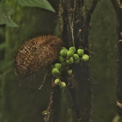 Bactris setosa