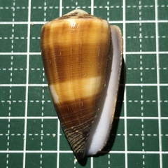 Conus striatellus image