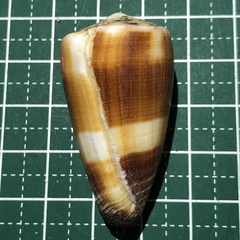Conus striatellus