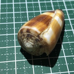 Conus striatellus