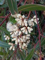 Eucalyptus cladocalyx
