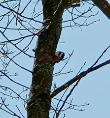Dendrocopos major