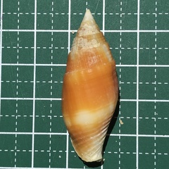 Nebularia chrysostoma