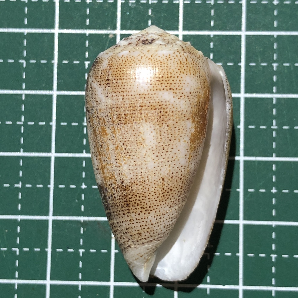 Sand-dusted cone