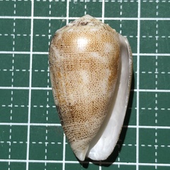 Conus arenatus image