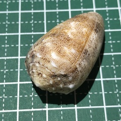 Conus arenatus
