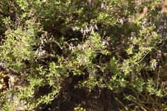 Ocimum burchellianum