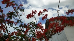 Delonix regia regia