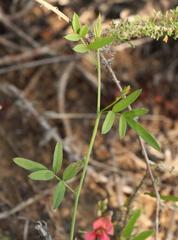 Indigofera disticha