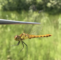 Sympetrum cordulegaster