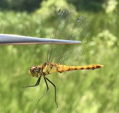 Sympetrum cordulegaster
