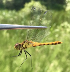 Sympetrum cordulegaster