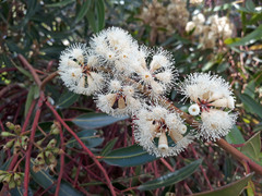 Eucalyptus cladocalyx
